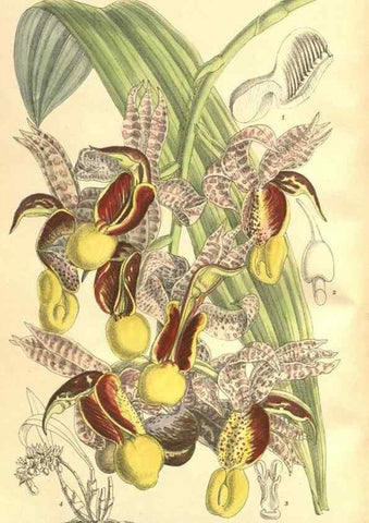 Reproducción/Reproduction 35134663784: Curtis's botanical magazine.. London ; New York [etc.] :Academic Press [etc.]