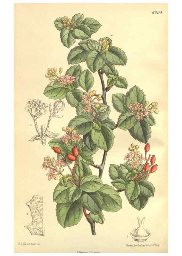 Reproducción/Reproduction 35164457703: Curtis's botanical magazine.. London ; New York [etc.] :Academic Press [etc.]
