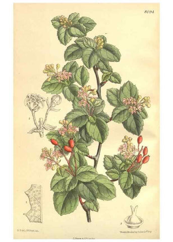 Reproducción/Reproduction 35164457703: Curtis's botanical magazine.. London ; New York [etc.] :Academic Press [etc.]