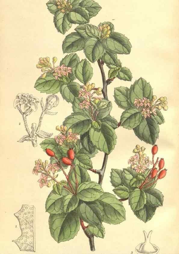 Reproducción/Reproduction 35164457703: Curtis's botanical magazine.. London ; New York [etc.] :Academic Press [etc.]