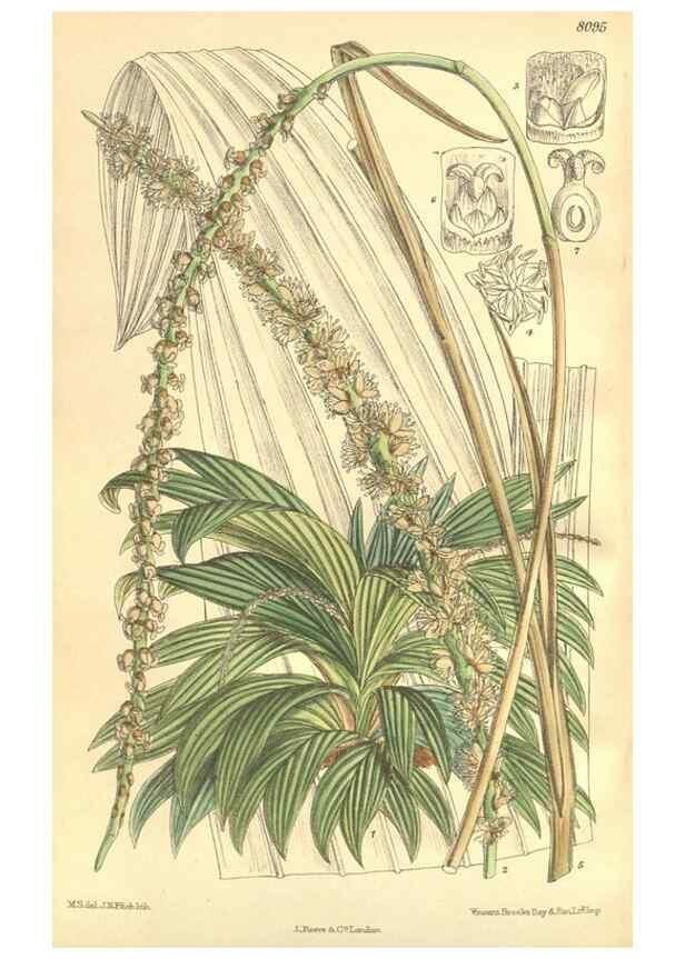 Reproducción/Reproduction 35164460703: Curtis's botanical magazine.. London ; New York [etc.] :Academic Press [etc.]