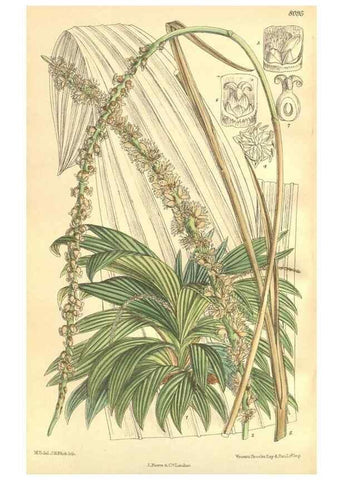 Reproducción/Reproduction 35164460703: Curtis's botanical magazine.. London ; New York [etc.] :Academic Press [etc.]