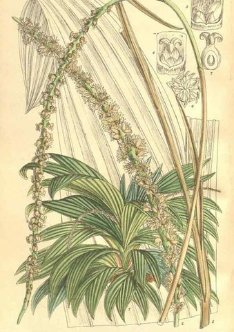 Reproducción/Reproduction 35164460703: Curtis's botanical magazine.. London ; New York [etc.] :Academic Press [etc.]