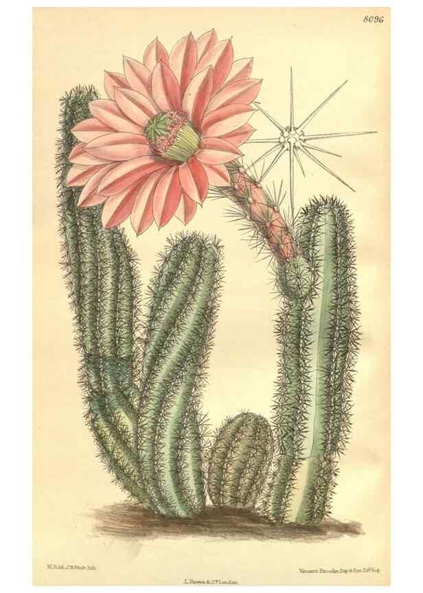 Reproducción/Reproduction 35164463943: Curtis's botanical magazine.. London ; New York [etc.] :Academic Press [etc.]