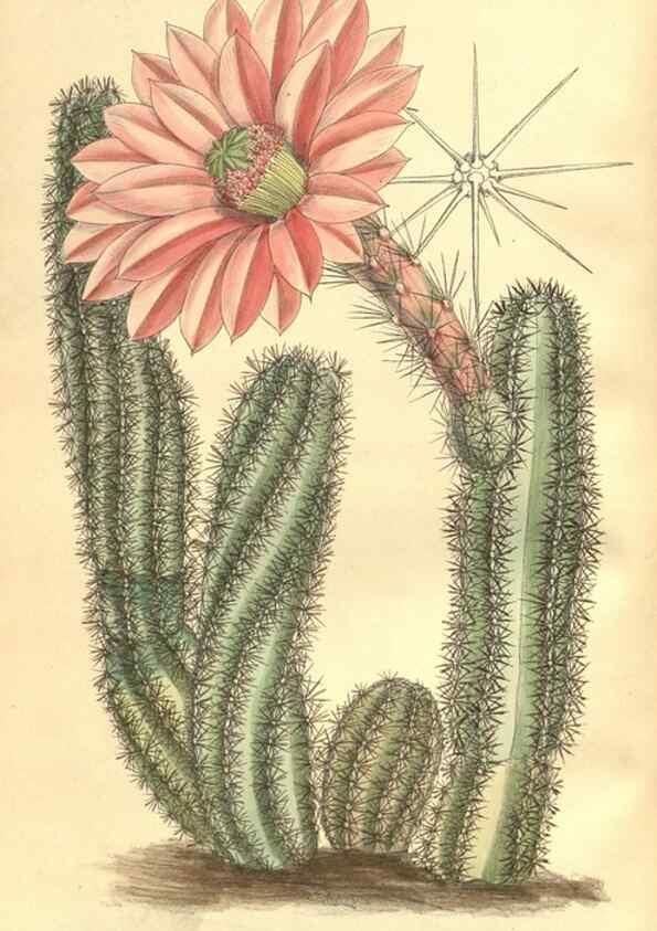 Reproducción/Reproduction 35164463943: Curtis's botanical magazine.. London ; New York [etc.] :Academic Press [etc.]