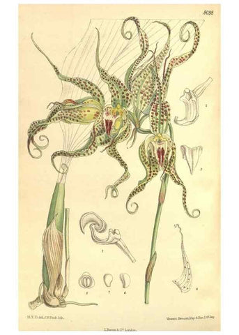 Reproducción/Reproduction 35134655234: Curtis's botanical magazine.. London ; New York [etc.] :Academic Press [etc.]