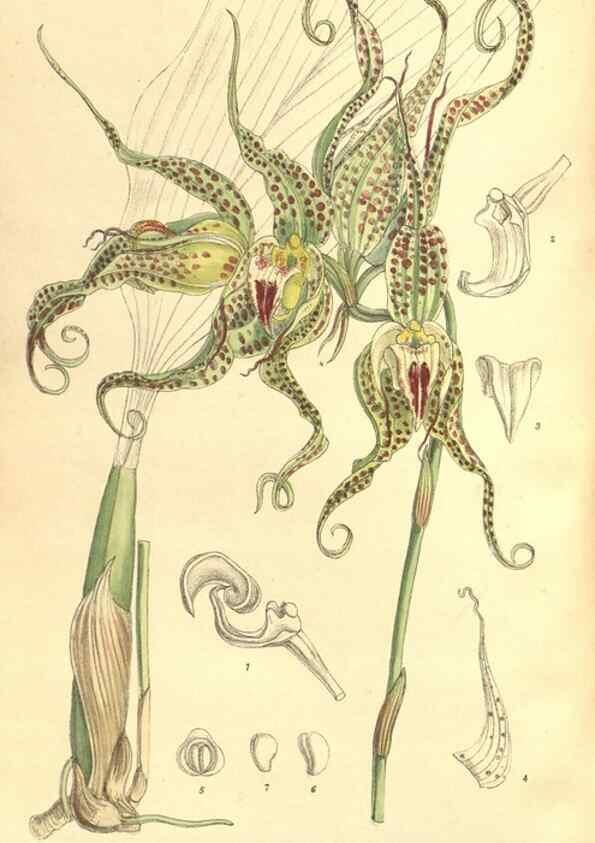 Reproducción/Reproduction 35134655234: Curtis's botanical magazine.. London ; New York [etc.] :Academic Press [etc.]
