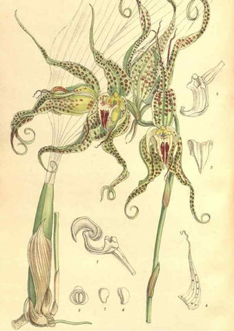 Reproducción/Reproduction 35134655234: Curtis's botanical magazine.. London ; New York [etc.] :Academic Press [etc.]