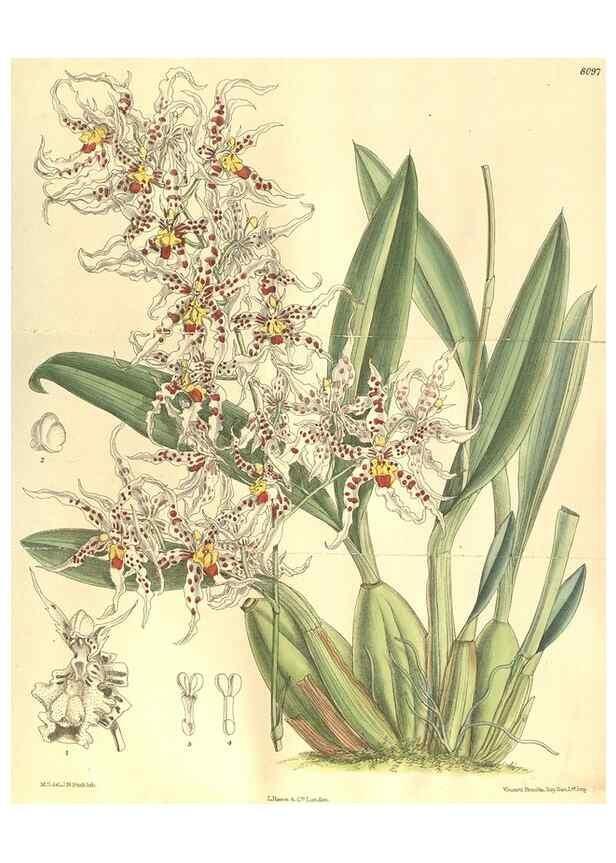 Reproducción/Reproduction 35164466703: Curtis's botanical magazine.. London ; New York [etc.] :Academic Press [etc.]