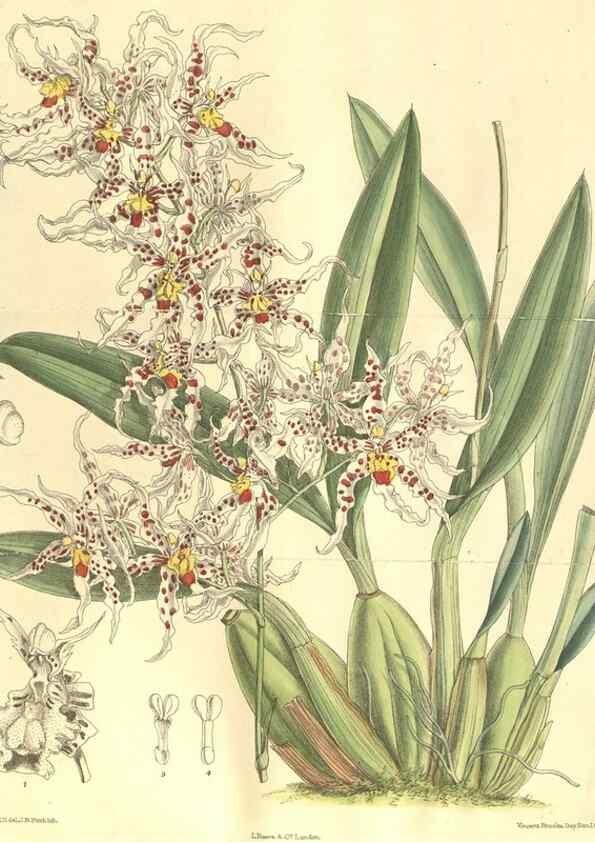 Reproducción/Reproduction 35164466703: Curtis's botanical magazine.. London ; New York [etc.] :Academic Press [etc.]