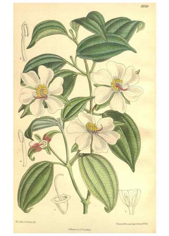 Reproducción/Reproduction 35164473553: Curtis's botanical magazine.. London ; New York [etc.] :Academic Press [etc.]