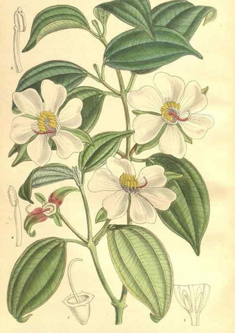 Reproducción/Reproduction 35164473553: Curtis's botanical magazine.. London ; New York [etc.] :Academic Press [etc.]