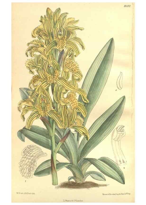 Reproducción/Reproduction 35164477443: Curtis's botanical magazine.. London ; New York [etc.] :Academic Press [etc.]