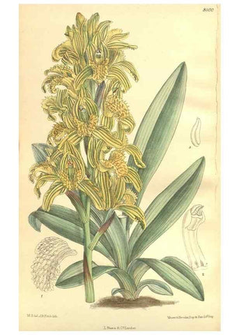 Reproducción/Reproduction 35164477443: Curtis's botanical magazine.. London ; New York [etc.] :Academic Press [etc.]