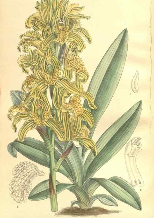 Reproducción/Reproduction 35164477443: Curtis's botanical magazine.. London ; New York [etc.] :Academic Press [etc.]