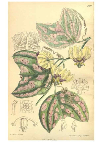 Reproducción/Reproduction 35164481153: Curtis's botanical magazine.. London ; New York [etc.] :Academic Press [etc.]