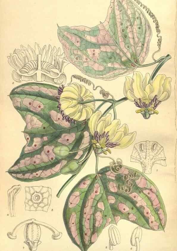Reproducción/Reproduction 35164481153: Curtis's botanical magazine.. London ; New York [etc.] :Academic Press [etc.]