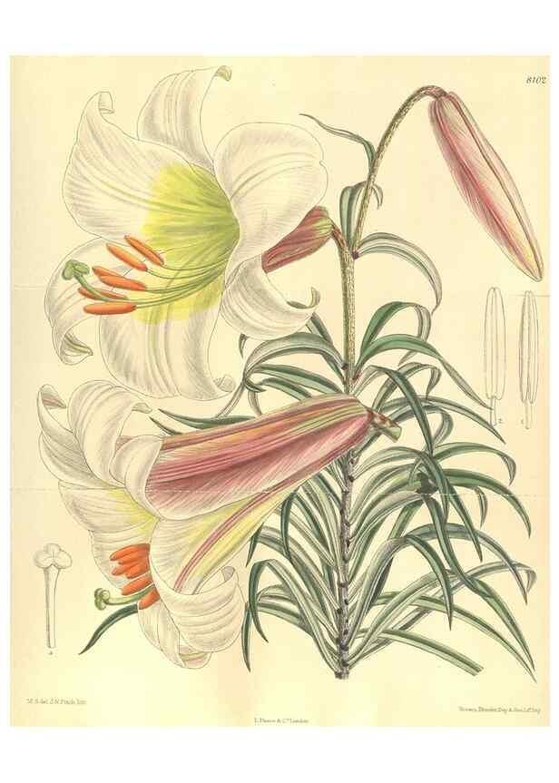 Reproducción/Reproduction 35164483153: Curtis's botanical magazine.. London ; New York [etc.] :Academic Press [etc.]