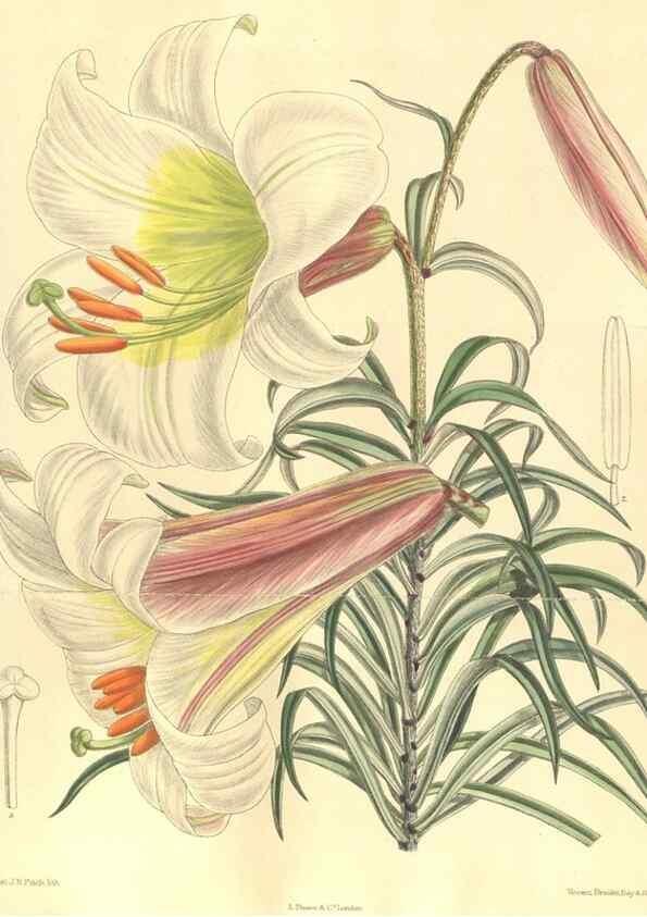 Reproducción/Reproduction 35164483153: Curtis's botanical magazine.. London ; New York [etc.] :Academic Press [etc.]