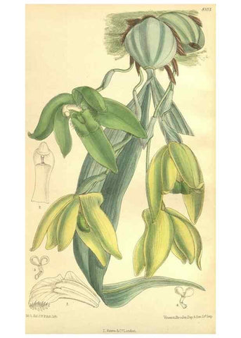 Reproducción/Reproduction 35164484843: Curtis's botanical magazine.. London ; New York [etc.] :Academic Press [etc.]