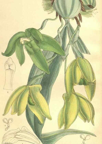 Reproducción/Reproduction 35164484843: Curtis's botanical magazine.. London ; New York [etc.] :Academic Press [etc.]