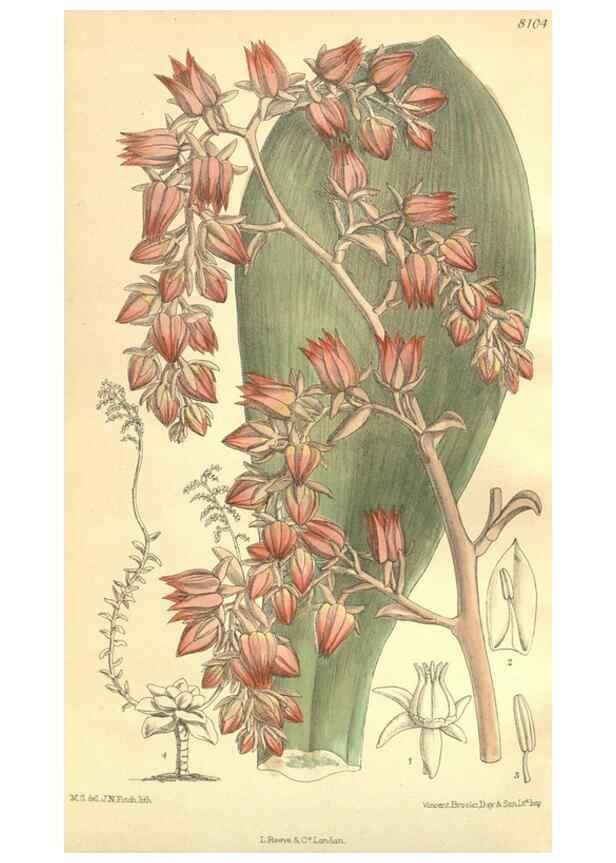 Reproducción/Reproduction 35164486763: Curtis's botanical magazine.. London ; New York [etc.] :Academic Press [etc.]