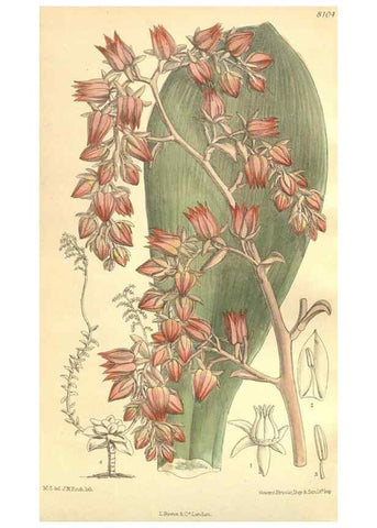 Reproducción/Reproduction 35164486763: Curtis's botanical magazine.. London ; New York [etc.] :Academic Press [etc.]