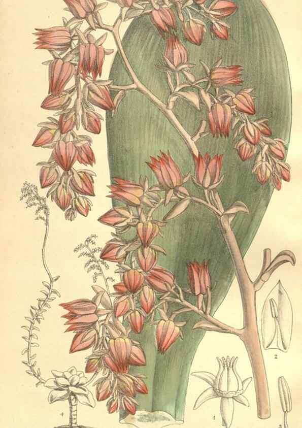 Reproducción/Reproduction 35164486763: Curtis's botanical magazine.. London ; New York [etc.] :Academic Press [etc.]