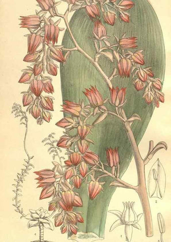 Reproducción/Reproduction 35164486763: Curtis's botanical magazine.. London ; New York [etc.] :Academic Press [etc.]