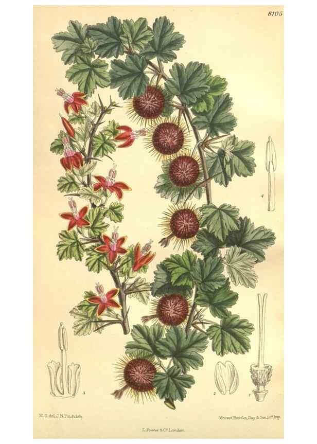 Reproducción/Reproduction 35974557595: Curtis's botanical magazine.. London ; New York [etc.] :Academic Press [etc.]