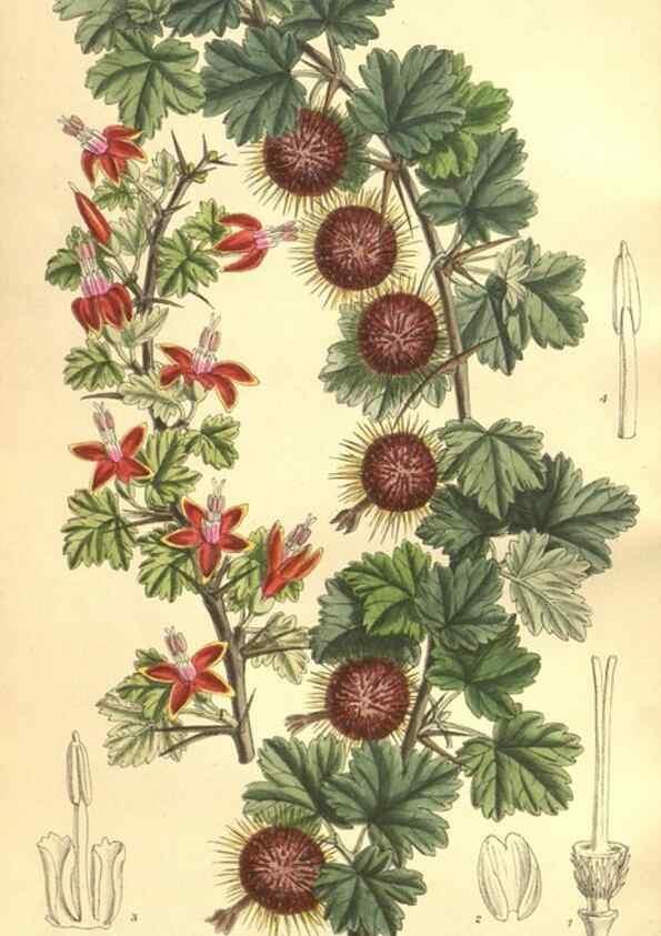 Reproducción/Reproduction 35974557595: Curtis's botanical magazine.. London ; New York [etc.] :Academic Press [etc.]