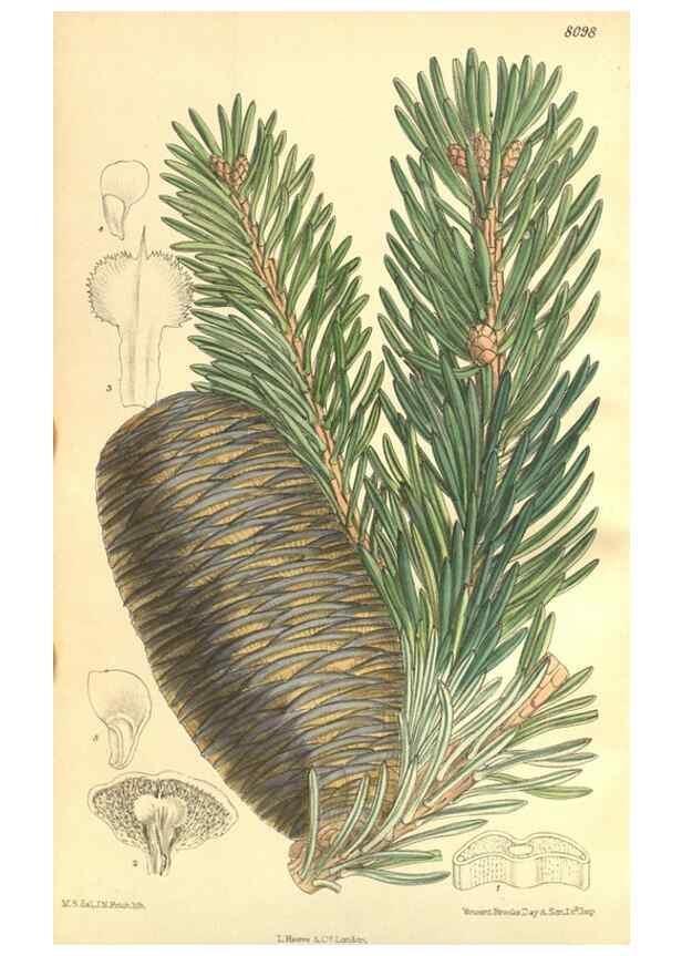 Reproducción/Reproduction 35164470253: Curtis's botanical magazine.. London ; New York [etc.] :Academic Press [etc.]