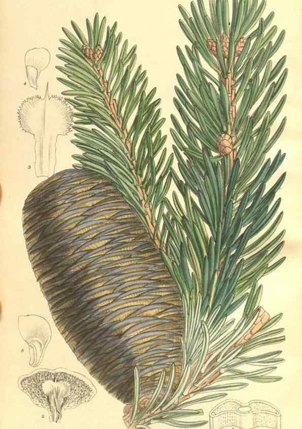 Reproducción/Reproduction 35164470253: Curtis's botanical magazine.. London ; New York [etc.] :Academic Press [etc.]