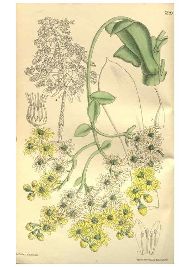 Reproducción/Reproduction 35133838694: Curtis's botanical magazine.. London ; New York [etc.] :Academic Press [etc.]