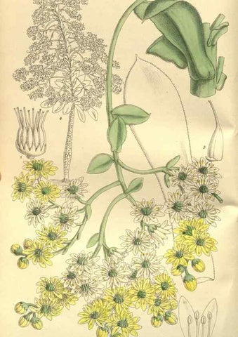 Reproducción/Reproduction 35133838694: Curtis's botanical magazine.. London ; New York [etc.] :Academic Press [etc.]