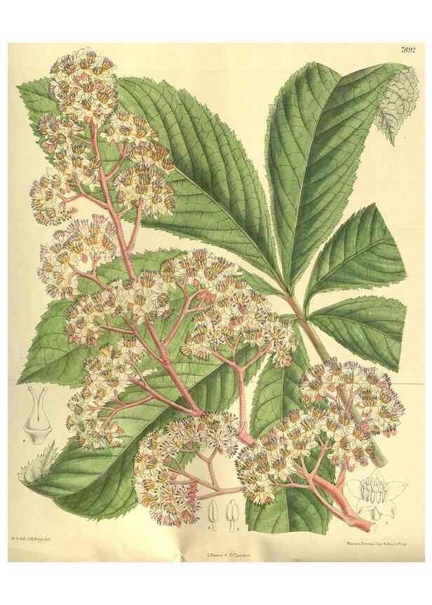 Reproducción/Reproduction 35841122131: Curtis's botanical magazine.. London ; New York [etc.] :Academic Press [etc.]