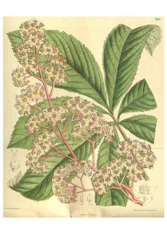 Reproducción/Reproduction 35841122131: Curtis's botanical magazine.. London ; New York [etc.] :Academic Press [etc.]
