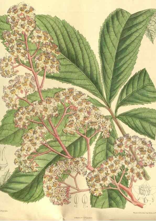 Reproducción/Reproduction 35841122131: Curtis's botanical magazine.. London ; New York [etc.] :Academic Press [etc.]