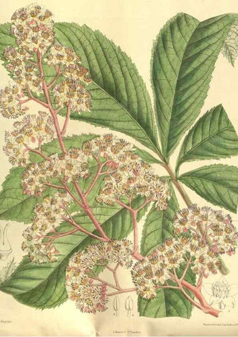 Reproducción/Reproduction 35841122131: Curtis's botanical magazine.. London ; New York [etc.] :Academic Press [etc.]