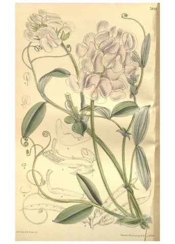 Reproducción/Reproduction 35133835504: Curtis's botanical magazine.. London ; New York [etc.] :Academic Press [etc.]