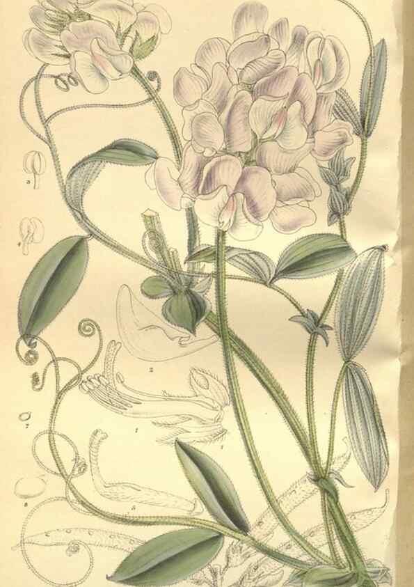 Reproducción/Reproduction 35133835504: Curtis's botanical magazine.. London ; New York [etc.] :Academic Press [etc.]
