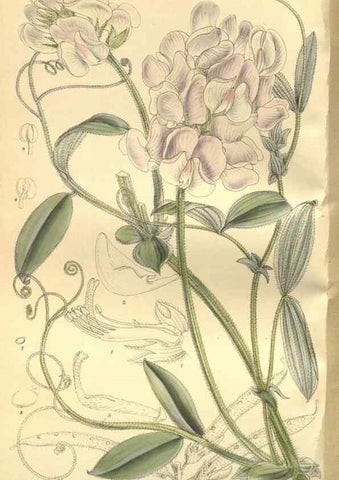 Reproducción/Reproduction 35133835504: Curtis's botanical magazine.. London ; New York [etc.] :Academic Press [etc.]