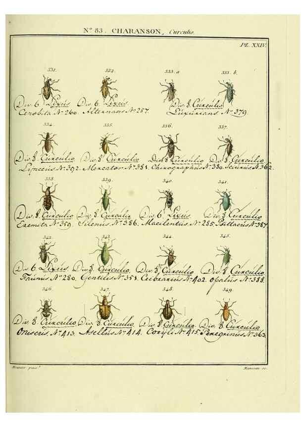 Reproducción/Reproduction 35864779235: Entomologie, ou, Histoire naturelle des insectes :. A Paris :De l'Imprimerie de Baudoin,1789-1808.