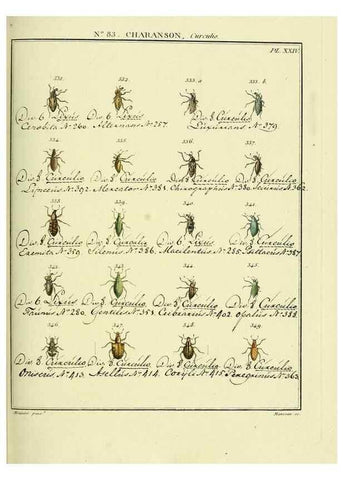 Reproducción/Reproduction 35864779235: Entomologie, ou, Histoire naturelle des insectes :. A Paris :De l'Imprimerie de Baudoin,1789-1808.