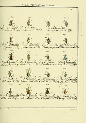 Reproducción/Reproduction 35864779235: Entomologie, ou, Histoire naturelle des insectes :. A Paris :De l'Imprimerie de Baudoin,1789-1808.