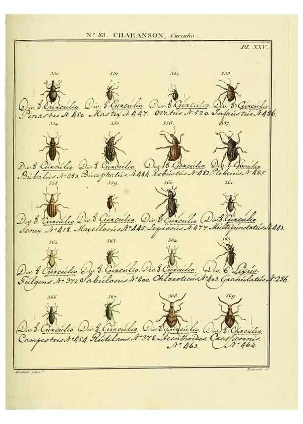 Reproducción/Reproduction 35824111876: Entomologie, ou, Histoire naturelle des insectes :. A Paris :De l'Imprimerie de Baudoin,1789-1808.