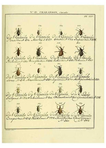 Reproducción/Reproduction 35824111876: Entomologie, ou, Histoire naturelle des insectes :. A Paris :De l'Imprimerie de Baudoin,1789-1808.