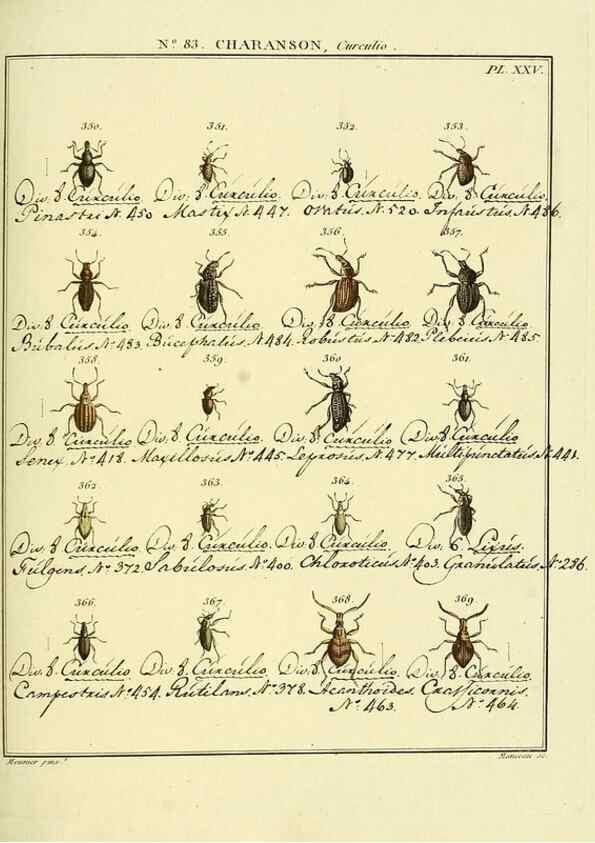 Reproducción/Reproduction 35824111876: Entomologie, ou, Histoire naturelle des insectes :. A Paris :De l'Imprimerie de Baudoin,1789-1808.