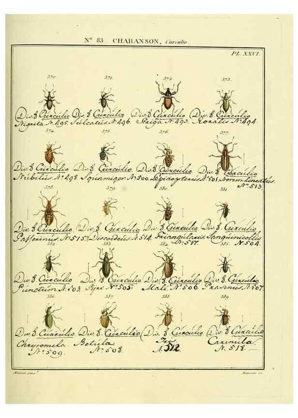 Reproducción/Reproduction 35864782705: Entomologie, ou, Histoire naturelle des insectes :. A Paris :De l'Imprimerie de Baudoin,1789-1808.