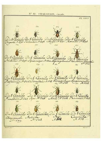 Reproducción/Reproduction 35864782705: Entomologie, ou, Histoire naturelle des insectes :. A Paris :De l'Imprimerie de Baudoin,1789-1808.